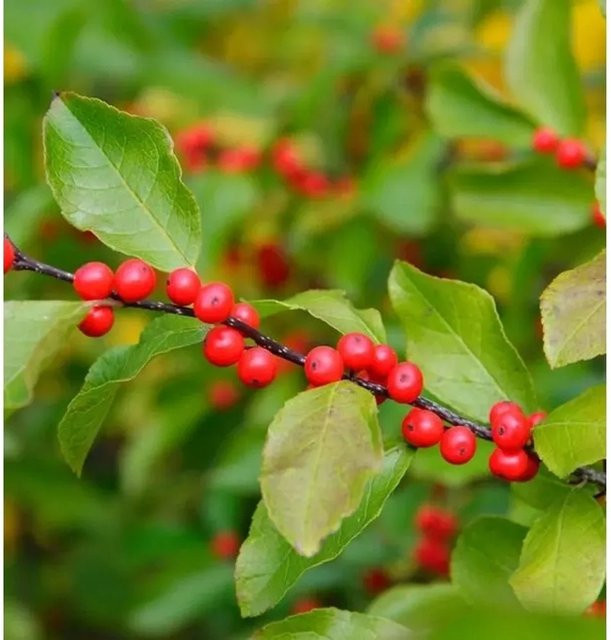 Ilex Verticillata Korallenhülse, roter Zierstrauch für den Garten, Höhe: 80-100 cm - Bild 1