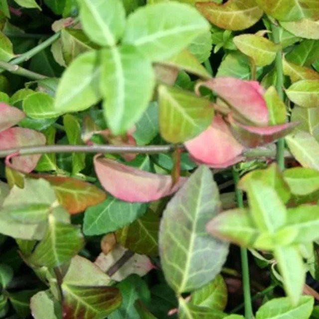 Arborix Kriechspindel Euonymus fortunei Coloratus im Container, Bodendecker mit Herbstfärbung in Grün, Rot und Purpur, 20 bis 30 cm - Bild 1