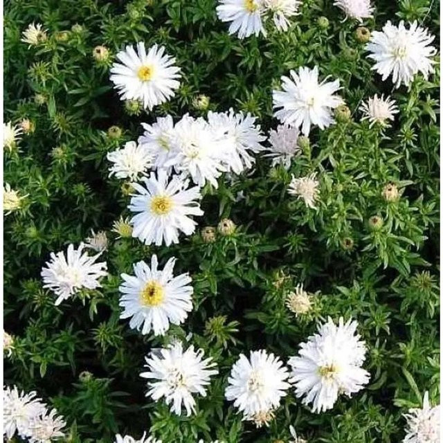 Kissenaster Apollo Aster dumosus als winterharte Bodendecker-Staude für den Außenbereich - Bild 1