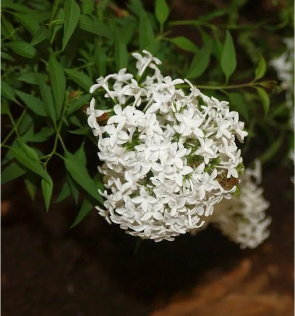 Weißer Persischer Flieder Syringa persica als Strauch für Garten und Kübelpflanze von Nr-01.de - Bild 1