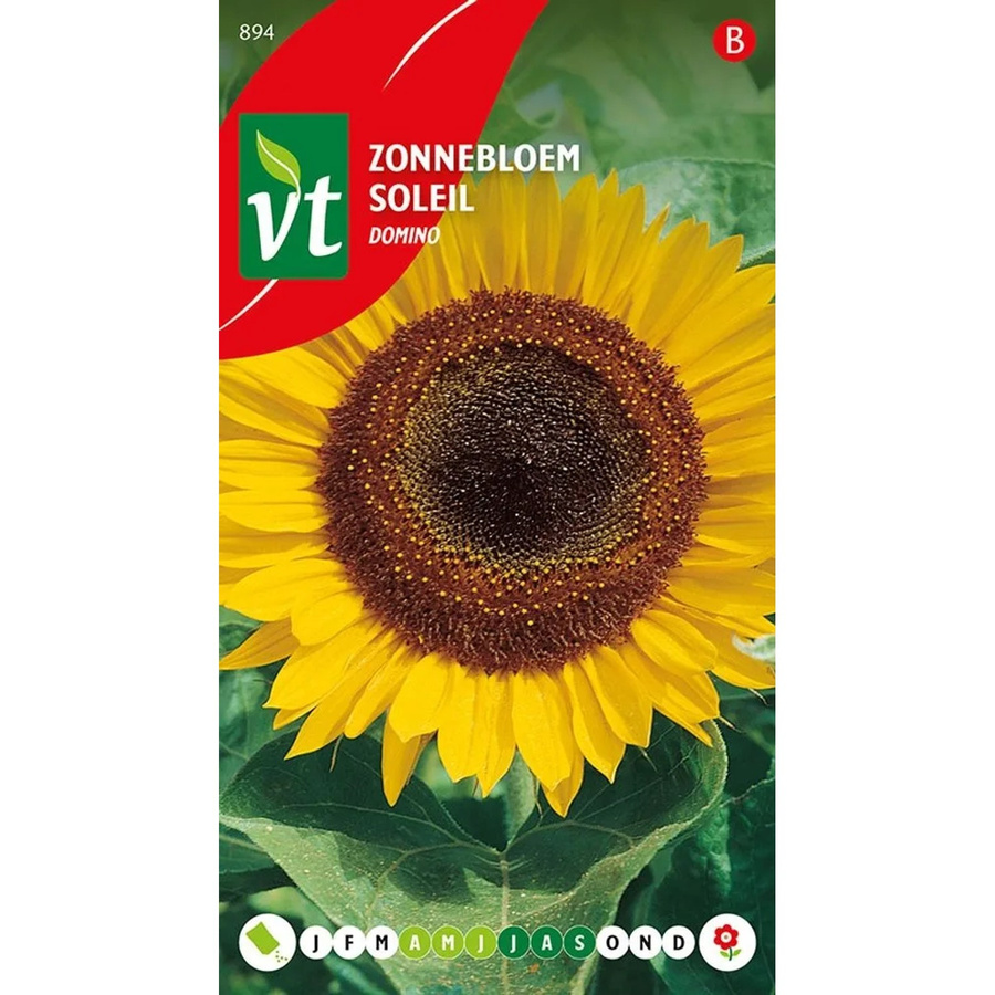 Arborix Sonnenblume Domino Samen für große Blütenköpfe, 1 g - Bild 2