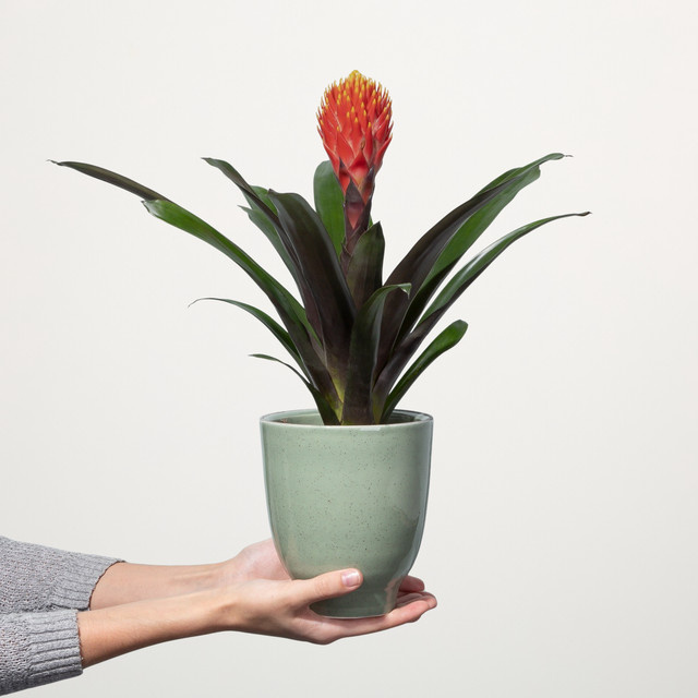 Guzmania Tala Zimmerpflanze in Orange von BLUME2000 - Bild 1