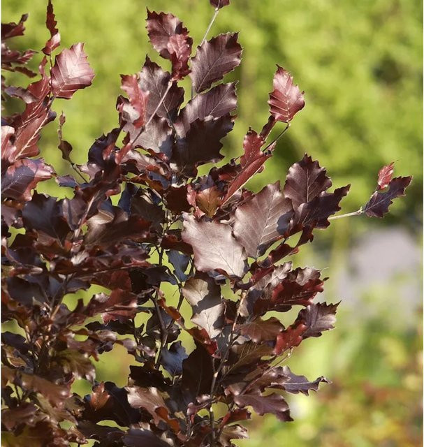 Säulen Blutbuche Dawyck Purple Fagus sylvatica für deinen Garten - Bild 1