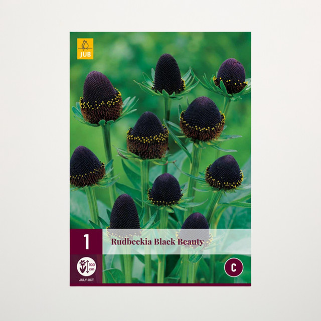 Sonnenhut Black Beauty von Wurzel - Bild 1