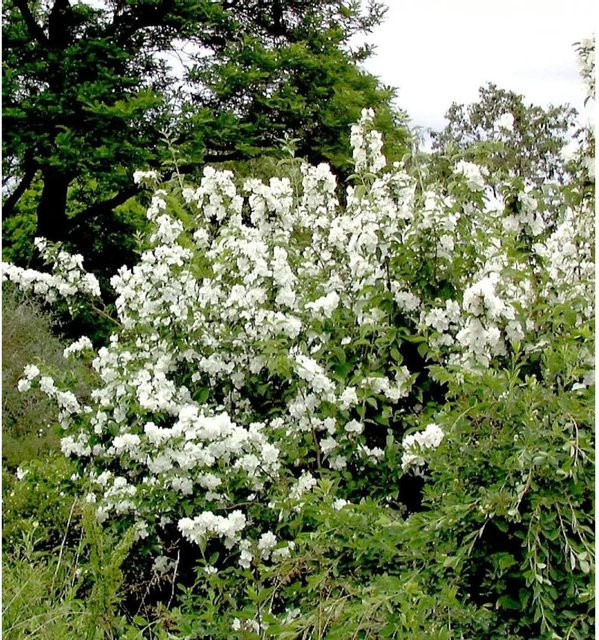 Gartenjasmin Philadelphus Dame Blanche als weiße Heckenpflanze für den Garten - Bild 1