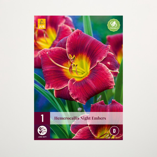 Taglilie Night Embers Knolle von BLUME2000 für Gartenbeete, Balkon und Terrasse - Bild 1