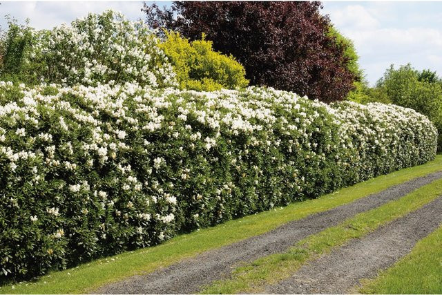GROW by OBI Rhododendron Cunninghams White Weiß, Zierstrauch für den Garten, Höhe ca. 20-30 cm - Bild 1