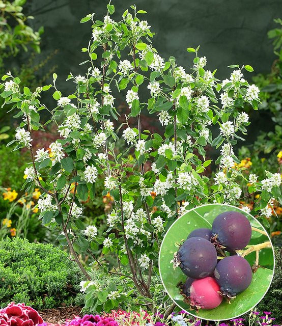 Felsenbirne Amelanchier Greatberry Garden - Bild 1