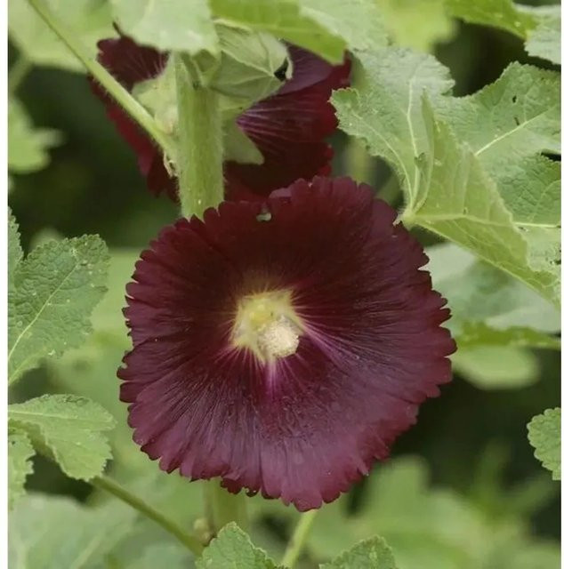 Schwarze Stockrose Alcea rosea in Schwarz und Violett als mehrjährige Staude für Blumenbeete und Rabatten - Bild 1