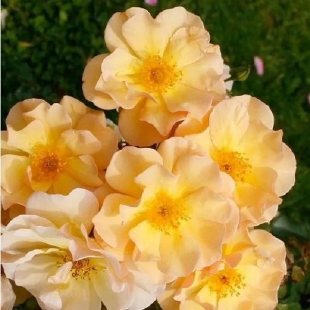 Plantofix Rose Amber Sun mit gelben Blüten - Bild 1