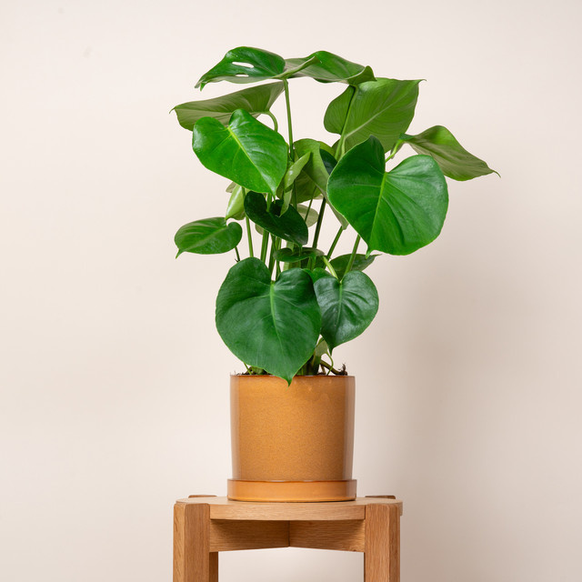 Blumentopf mit Untersetzer von BLUME2000 aus Keramik in Ocker, Höhe: 18,5 cm - Bild 1