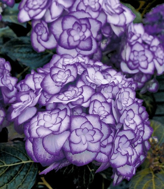 Freiland-Hortensie Miss Saori blue - Bild 1