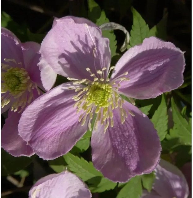 Clematis montana Berg Waldrebe Freda Kletterpflanze für den Garten - Bild 1