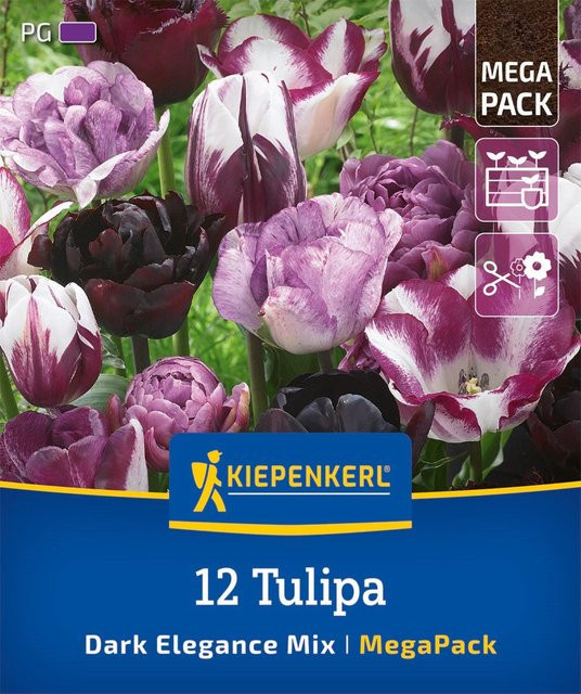Kiepenkerl Tulpen Dark Elegance Zwiebeln in Violett und Weiß, 12 Stück - Bild 1