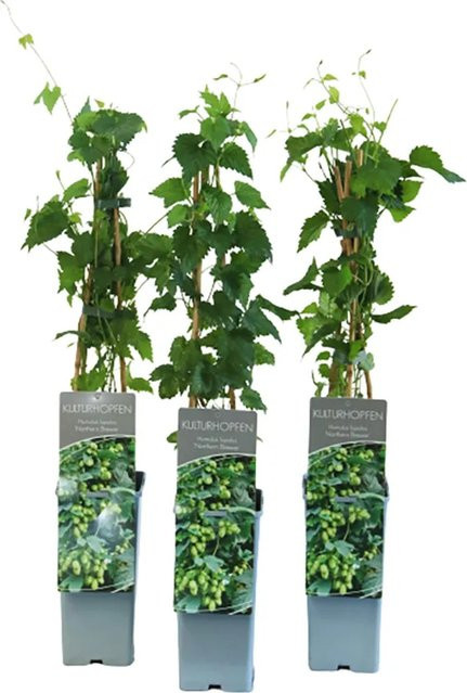 GROW by OBI Echter Hopfen Northern Brew Humulus lupulus Schlingpflanze - Bild 1