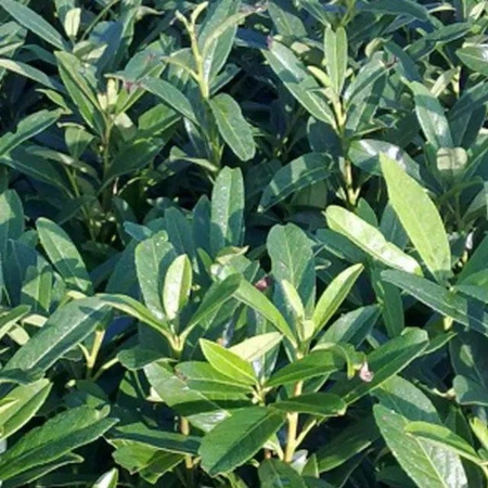 Arborix Kirschlorbeer Caucasica Prunus laurocerasus als schnell wachsende Heckenpflanze im Container, Höhe: 40 bis 60 cm
