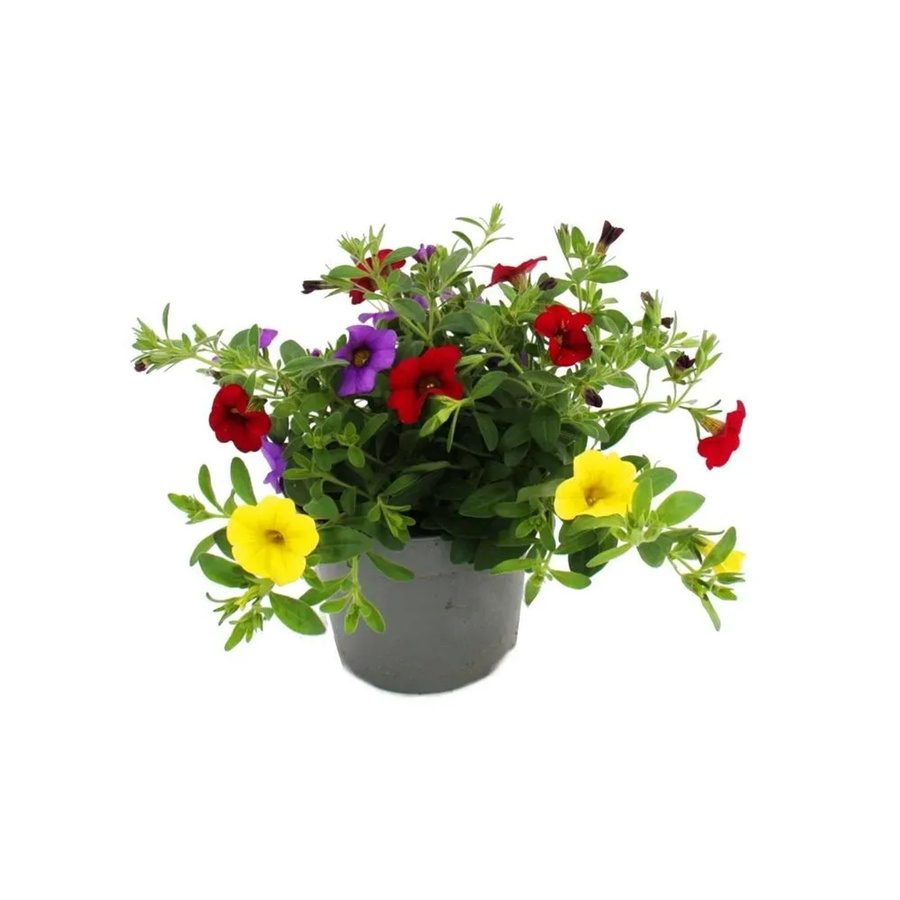 Exotenherz Calibrachoa Minihängepetunie Set mit 3 Pflanzen, Bunt, 12cm Topf - Bild 2