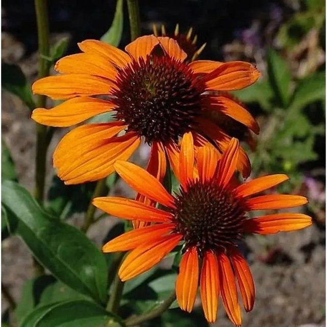 Sonnenhut Tiki Torch Echinacea purpurea als mehrjährige Schnittblumepflanze für deinen Garten - Bild 1