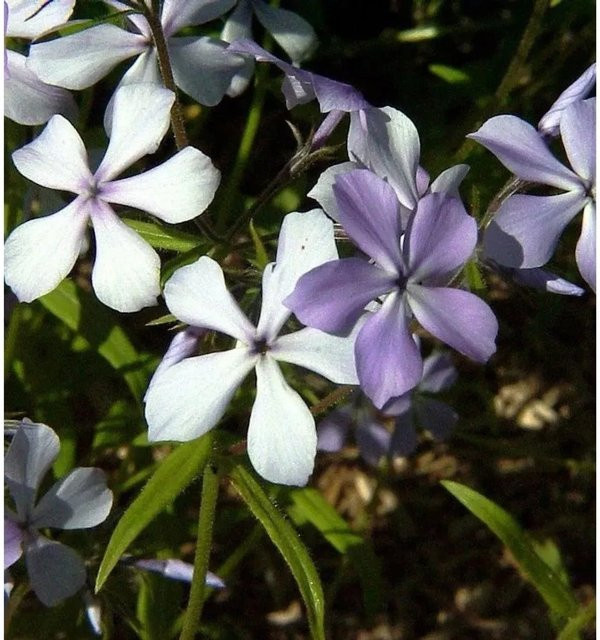 Phlox divaricata Flammenblume als mehrjährige Bodendecker-Pflanze für Steingärten und Beeteinfassungen von Nr-01.de - Bild 1