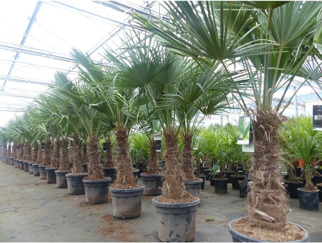 3er Set Trachycarpus fortunei Hanfpalmen mit dicken Stämmen, winterharte Palmen bis -18°C von Grünwaren, Höhe: 200 cm - Bild 1
