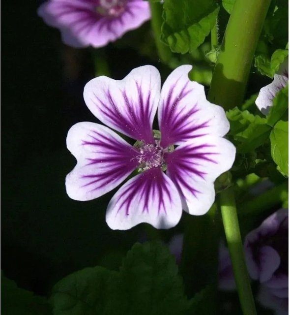 Wilde Malve Zebrina Malva sylvestris lila Staude von Nr-01.de - Bild 1