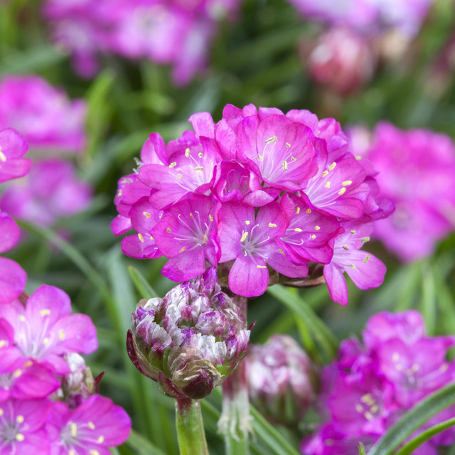 BIO Strand-Grasnelke Armeria maritima Staude von BLUME2000, 3 Stück - Bild 1