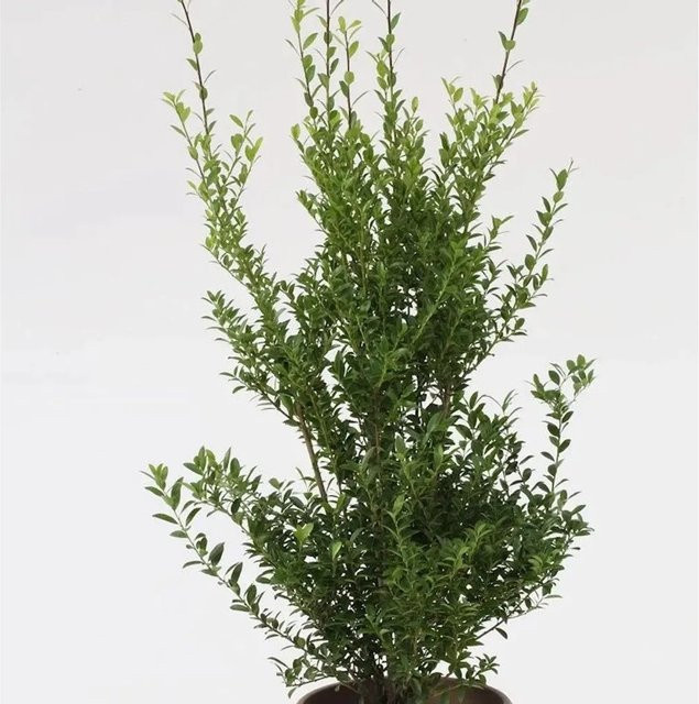 Glänzender Japanischer Ilex Impala Ilex maximowicziana in Grün, Höhe: 30-40 cm - Bild 1
