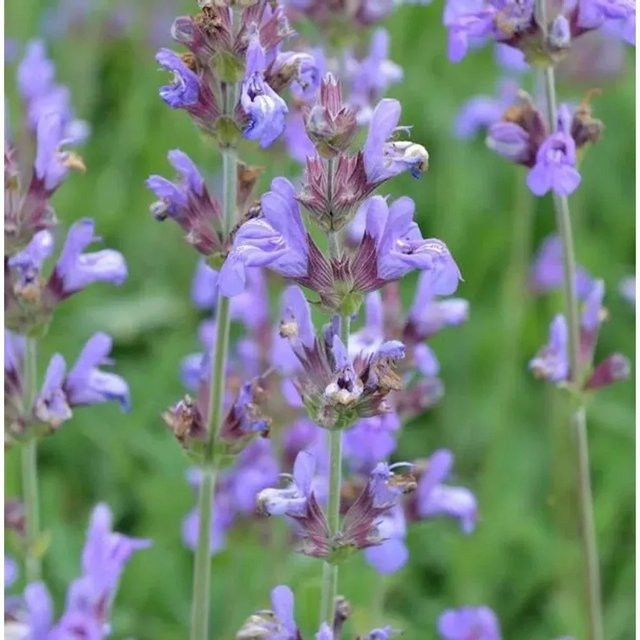 Echter Salbei Salvia officinalis als Gewürz- und Duftpflanze von Die Nr-01.de - Bild 1