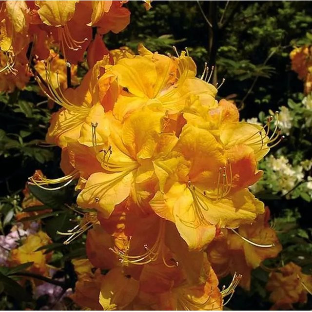Rhododendron luteum Azalee Klondyke Alpenrose von Nr-01.de - Bild 1