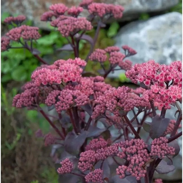 Große Fetthenne Sedum telephium von Nr-01.de als winterharte Staude für Staudenbeete, Steingärten und als Schnittblume - Bild 1