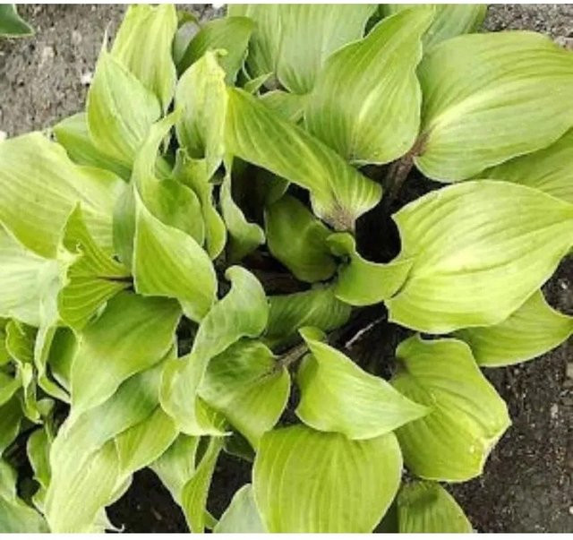 Hosta Hybrid Funkie One Mans Treasure grüne Solitärpflanze - Bild 1