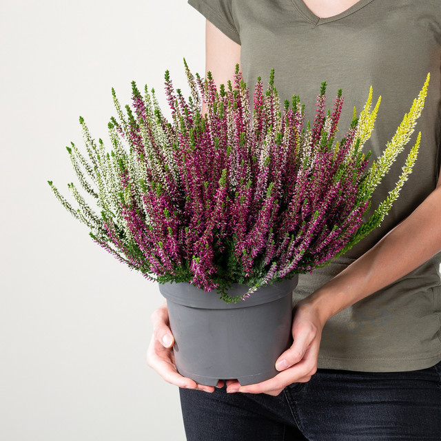 Besenheide Beauty Lady High Five Calluna vulgaris von BLUME2000 - Bild 1