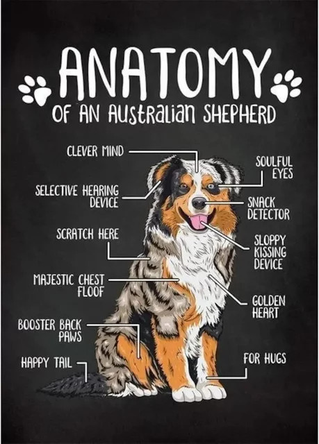 Vintage Metallschild Anatomie eines australischen Schäferhundes von MINISO, Mehrfarbig, B/H: 30 x 20 cm - Bild 1