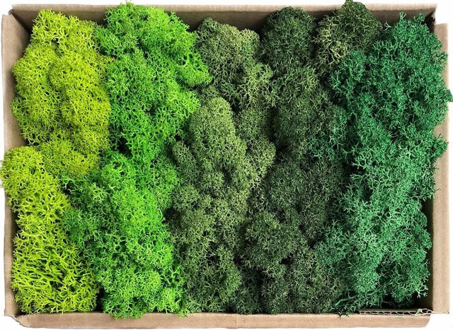 Uflower Natürliches Moos als Simulationspflanze in Grün für Garten, Wandgestaltung und Mikro-Landschaften, 200g - Bild 1