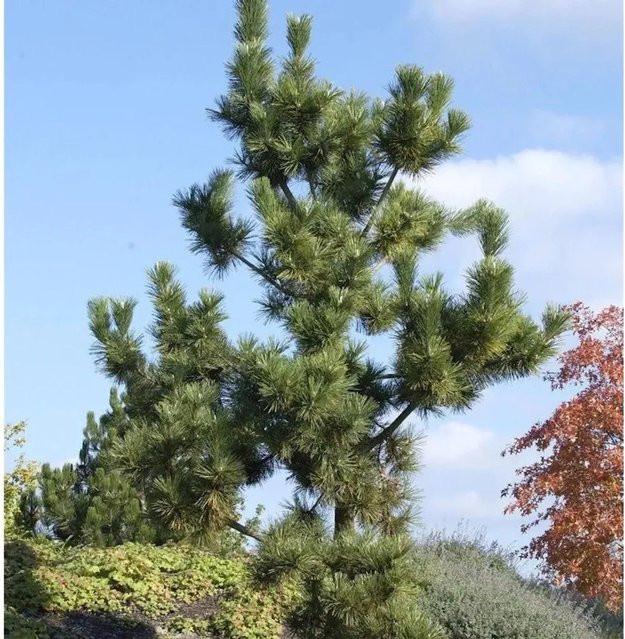Japanische Schwarzkiefer Pinus thunbergii von Die Nr-01.de, grün, Baum für Bonsai-Gestaltung und Outdoor - Bild 1