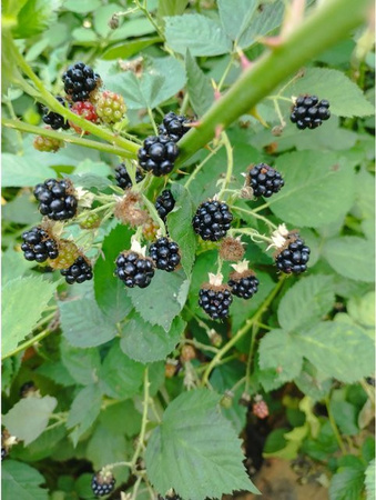 Theodor Reimers Brombeere Rubus fruticosus agg. Beerenstrauch in Grün, Höhe: 60 - 80 cm