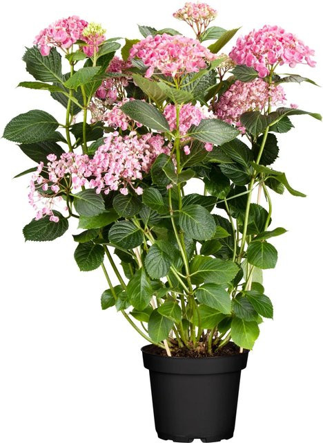 GROW by OBI Ballhortensie Annabelle Rosa Hydrangea arborescens im Topf - Bild 1