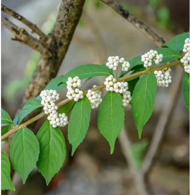 Liebesperlenstrauch Magical Snowqueen Callicarpa bodinieri giraldii in Weiß, Höhe: 40-60 cm - Bild 1
