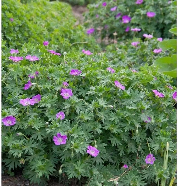 Storchenschnabel Carol Geranium cinereum als mehrjährige Pflanze für den Steingarten und Außenbereich - Bild 1