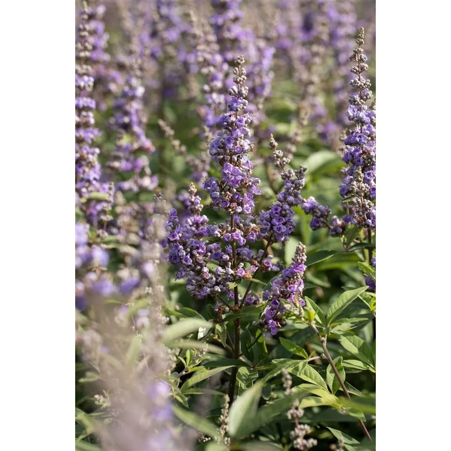 Vitex Agnus-Castus Delta Blues Mönchspfeffer Zierstrauch in Blau und Violett, Höhe: 40–60 cm - Bild 2