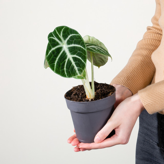 Alocasia Ninja Zimmerpflanze von BLUME2000 in Dunkelgrün - Bild 1