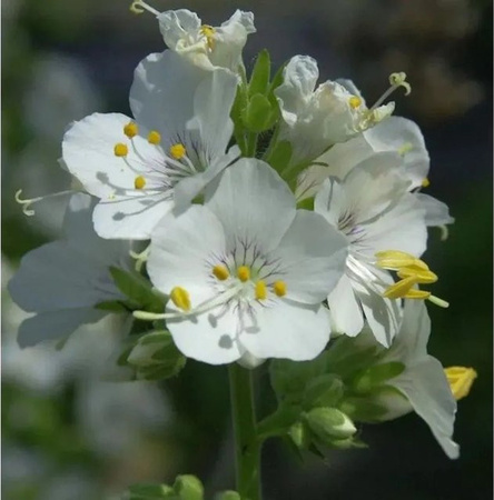 Weiße Himmelsleiter Polemonium caeruleum von Nr-01.de als mehrjährige Beetpflanze