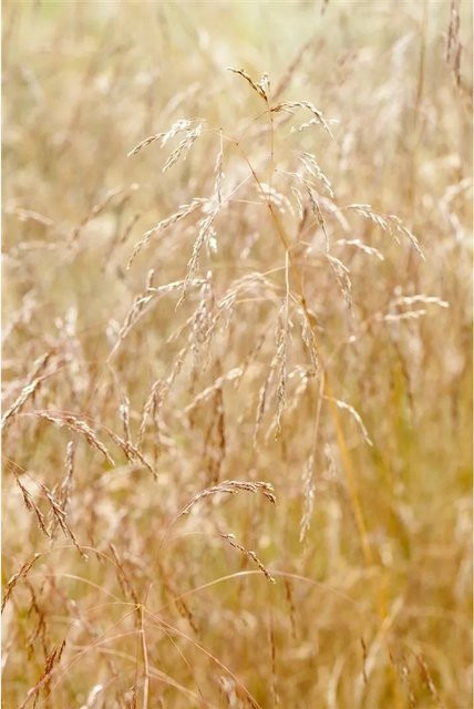 Pflanzen für dich Deschampsia Cespitosa Goldschleiergras, pflegeleicht, 40–60 cm - Bild 1
