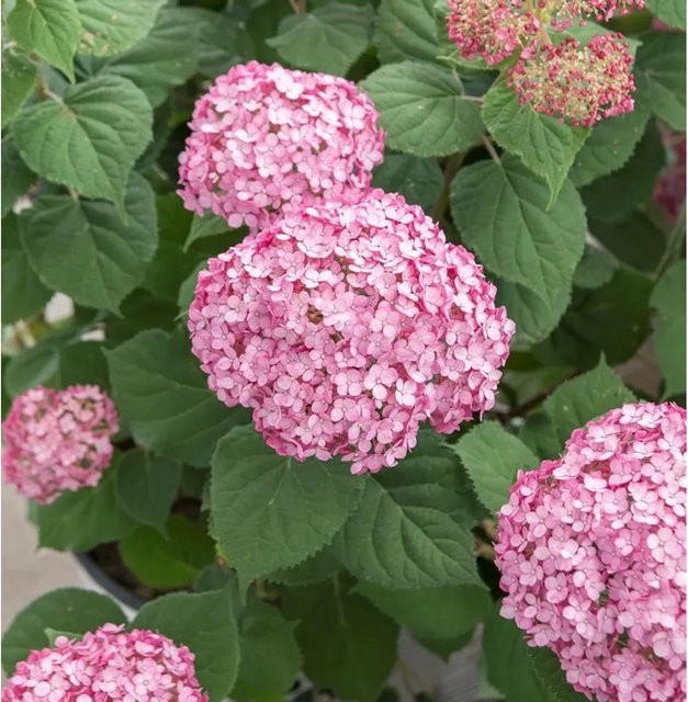 Ballhortensie Candybelle Bubblegum Hydrangea arborescens Zierstrauch in Pink, Höhe: 30-40 cm - Bild 1