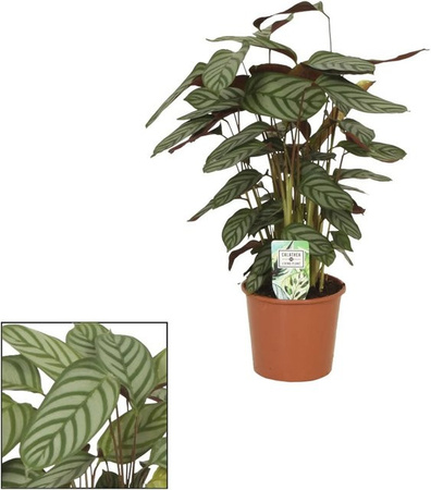 GROW by OBI Korbmarante Compactstar Calathea Zimmerpflanze, grün, Höhe: 70 - 85 cm, Topf-Ø: 19 cm