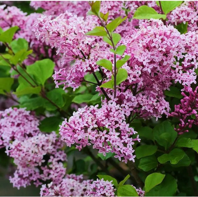 Zwergflieder Syringa meyeri Lillifee lila Zierstrauch für Balkon und Terrasse - Bild 1