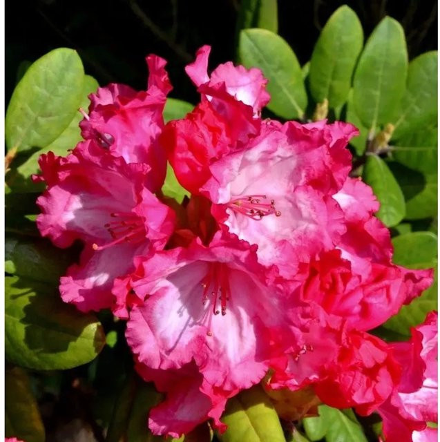 INKARHO Rhododendron Kokette Alpenrose in Pink, Topfgröße 25-30 cm - Bild 1