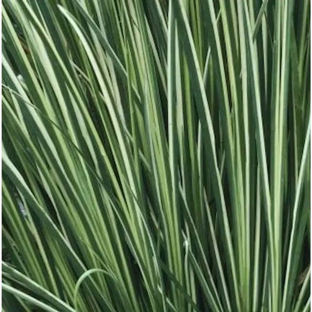 Acorus gramineus Moskitogras Variegatus gelb-grün als Wasserpflanze für den Garten - Bild 1