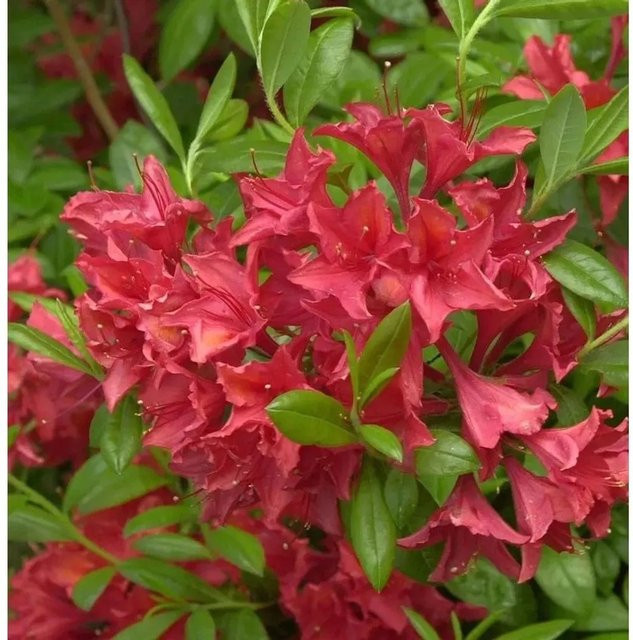 Rhododendron Karminduft Rhododendron viscosum Gartenpflanze Höhe: 40-50 cm - Bild 1