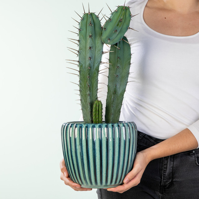 Myrtillocactus geometrizans Heidelbeerkaktus von BLUME2000 als grün-weiße Sukkulente für einen sonnigen Standort - Bild 1
